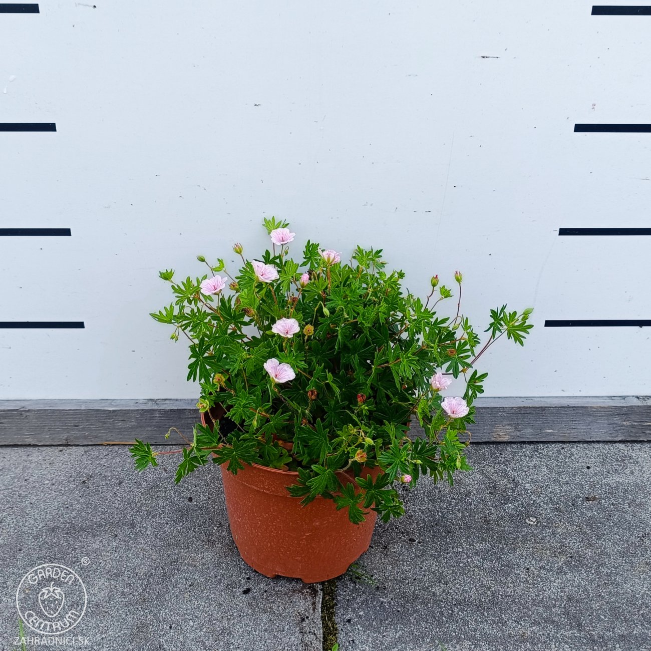 Obrázok Pakost kantabrijský (Geranium × cantabrigiense) ‘BIOKOVO’ - výška-10 cm, priemer-10-20cm, kont. C2L